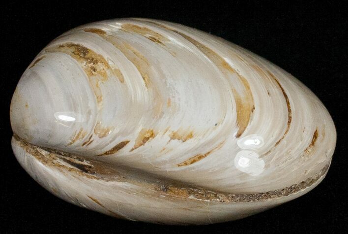 Wide Polished Fossil Clam - Jurassic #12079